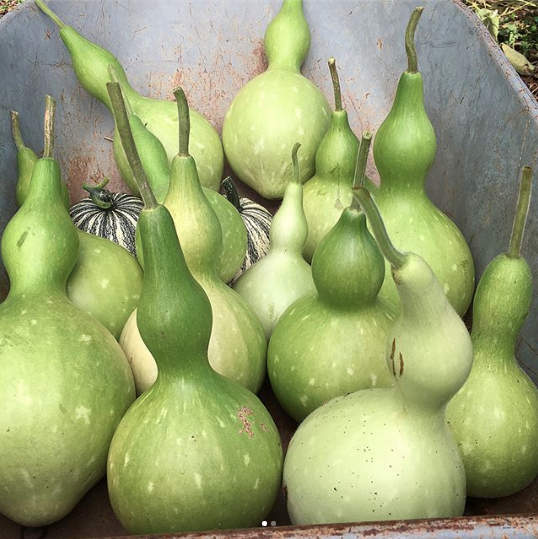 How to grow organic bottle gourds Tyrant Farms